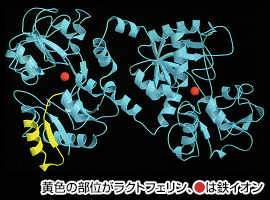 黄色の部位がラクトフェリン、●は鉄イオン